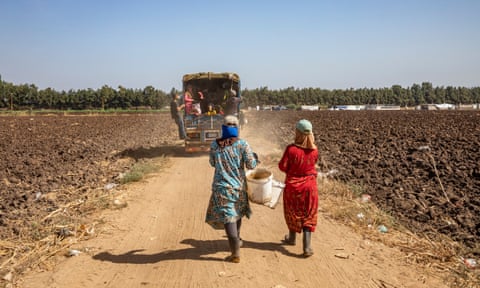 Women walk to work in fields following lorry