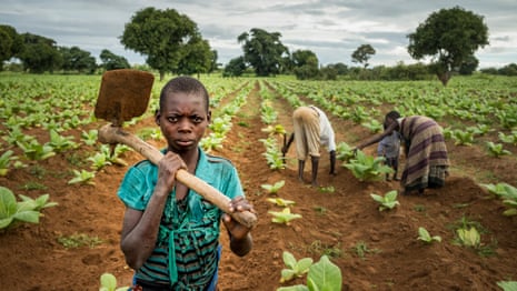 'I wish I could go to school': child labour in the tobacco fields of Malawi