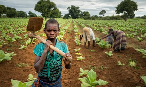 malawi tobacco Tobacco farm in Malawi: the families toiling in the fields | World news malawi tobacco Tobacco farm in Malawi: the families toiling in the fields | World news