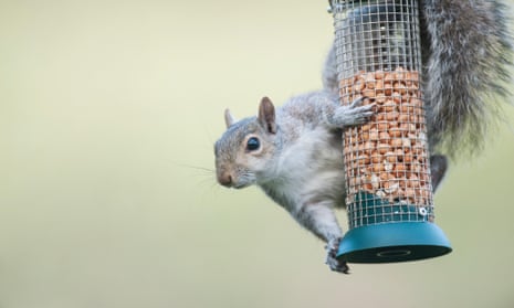 Grey squirrel stealing food from a bird feeder