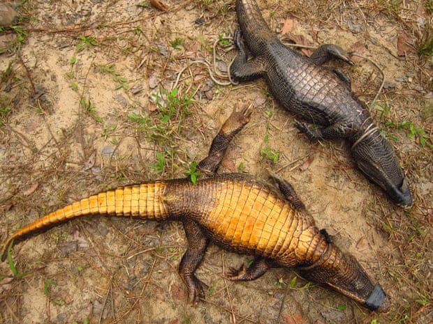 Comparison of crocodiles on their backs.