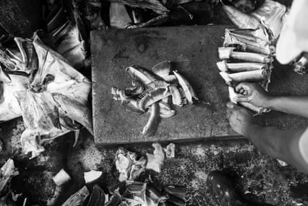 A man removes gill plates from the head of a large ray. They will be dried and then sold to a middleman who will export them to China