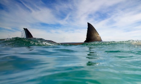 Shark net exemption granted in ‘national interest’, Josh