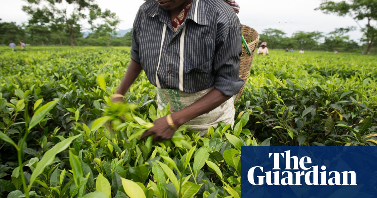 Workers exploited at farms supplying UK supermarkets: report - The Guardian