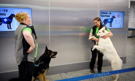 Two coronavirus sniffer dogs, Valo (L) and ET, await orders at Helsinki airport