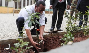 The prime minister, Ahmed Abiy, plants a tree in Addis Ababa, Ethiopia.