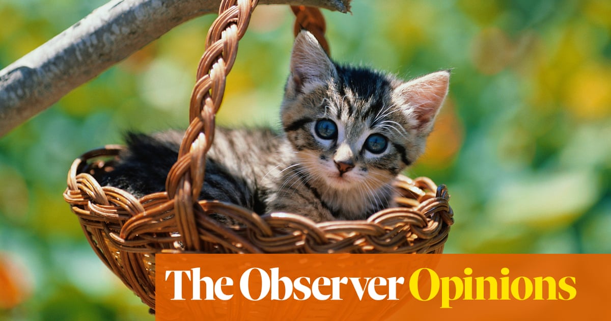 Have I Just Bought A New Kitten Or A Basket Of Death Eva