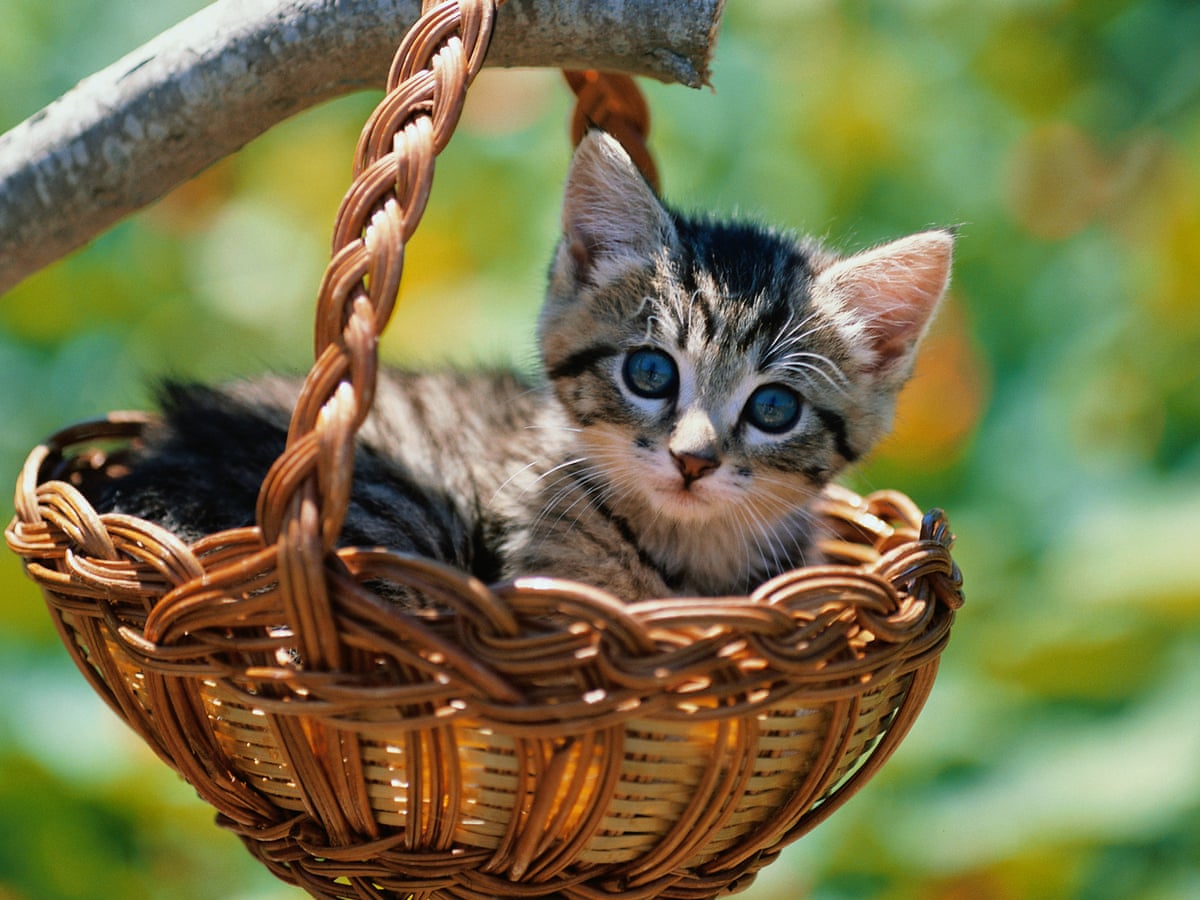 Have I Just Bought A New Kitten Or A Basket Of Death Pets The Guardian