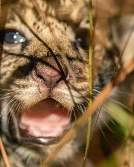 A jaguar cub with its mouth open