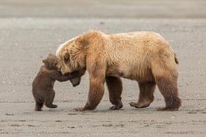 Alaskan brown bears, Lake Clark national park, Alaska