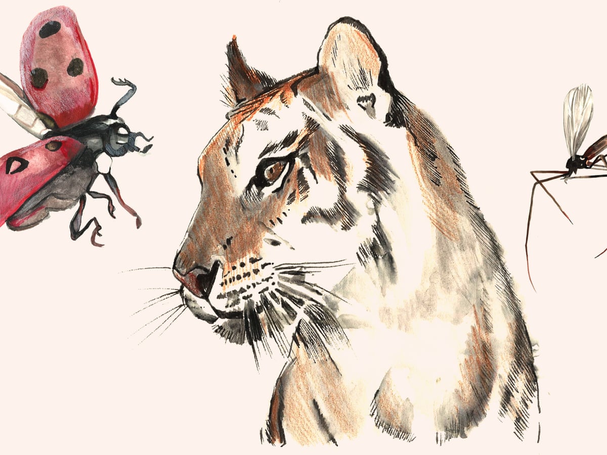 What Is Biodiversity And Why Does It Matter To Us Biodiversity The Guardian What Is Biodiversity And Why Does It Matter To Us Biodiversity The Guardian