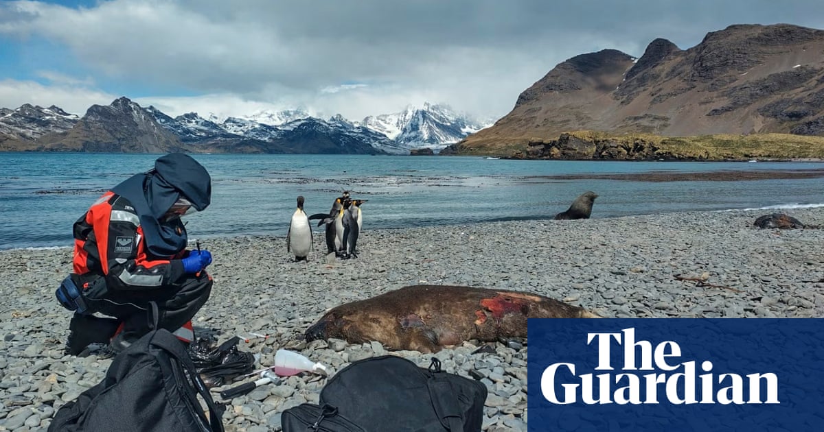 Bird flu: access to Ernest Shackleton’s grave ‘blocked by dead seals’ | Bird flu