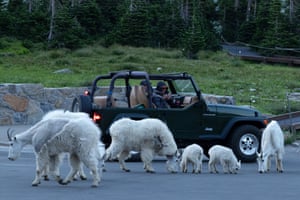 Visitors drive past mountain goats in a parking lot near the Logan Pass Visitor Center in Glacier National Park near Browning, Montana, US