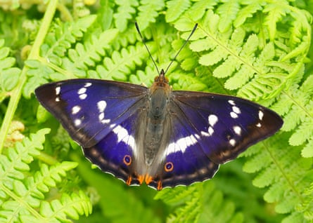 A purple emperor