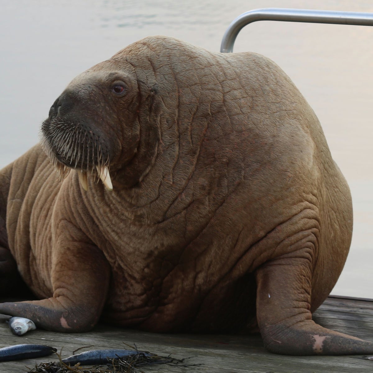 He S So Majestic Wally The Walrus Hits Iceland On Tour Of Europe Animals The Guardian He S So Majestic Wally The Walrus Hits Iceland On Tour Of Europe Animals The Guardian