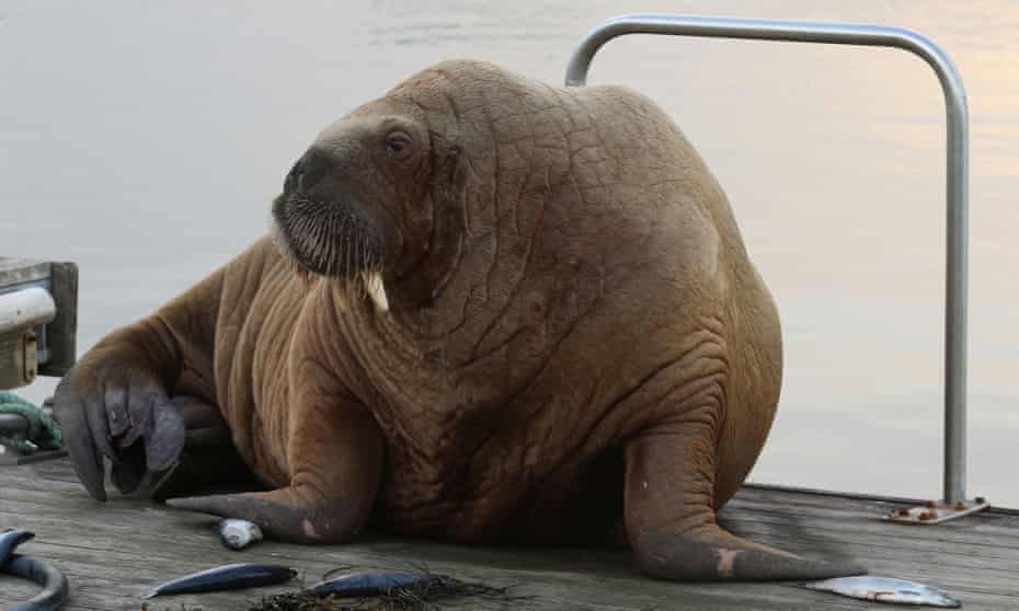 Wally the walrus sits in the harbour in Höfn, south-east Iceland.
