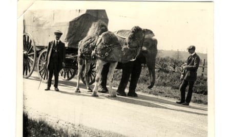 Bostock and Wombwell's camel and elephant hauling a carriage on the road in 1910.