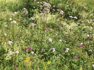 Valerian, knapweed, hedge bedstraw, agrimony, St John's wort, and lady's bedstraw.