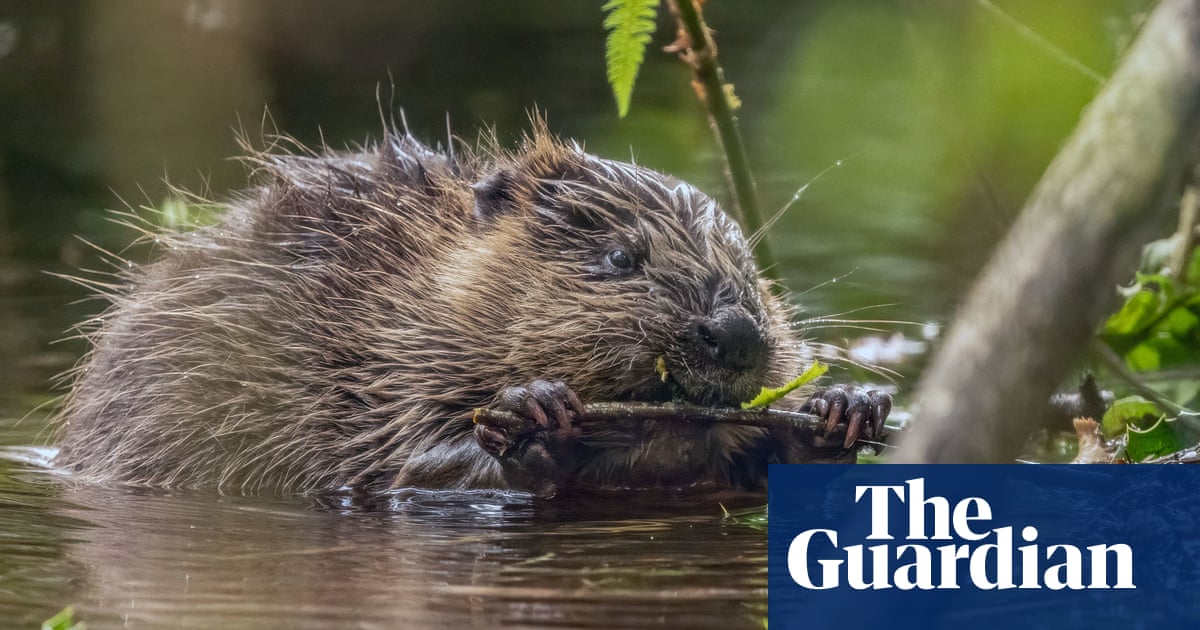 Ministers urged not to play culture wars over species reintroductions in England | Biodiversity