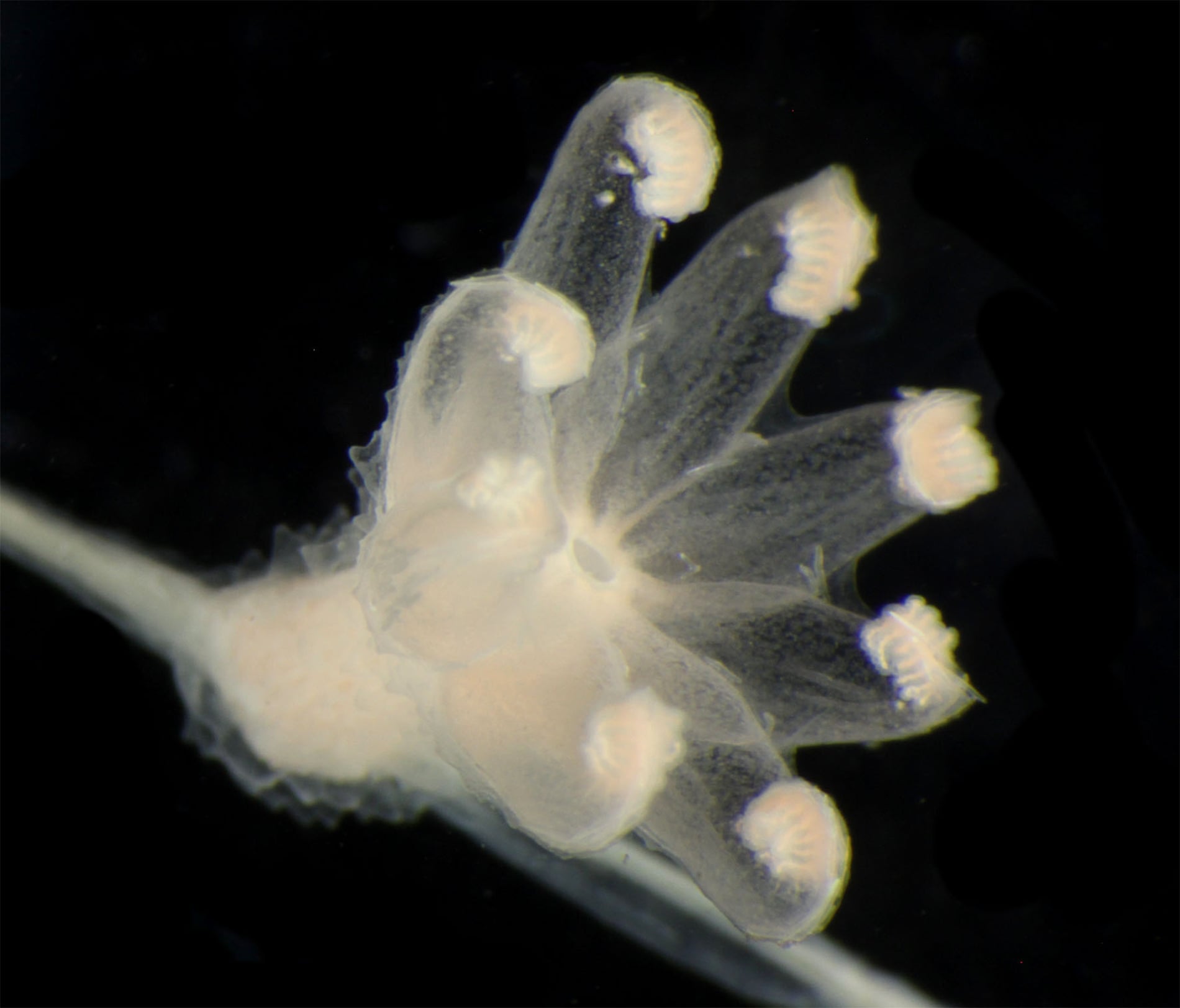 An open polyp of *Chrysogorgia* - a type of soft coral