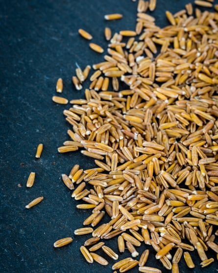 A sample of Kernza grains on a surface