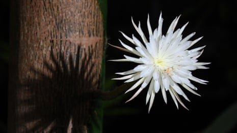 Moonflower: timelapse of rare Amazonian cactus blooming for one night only – video