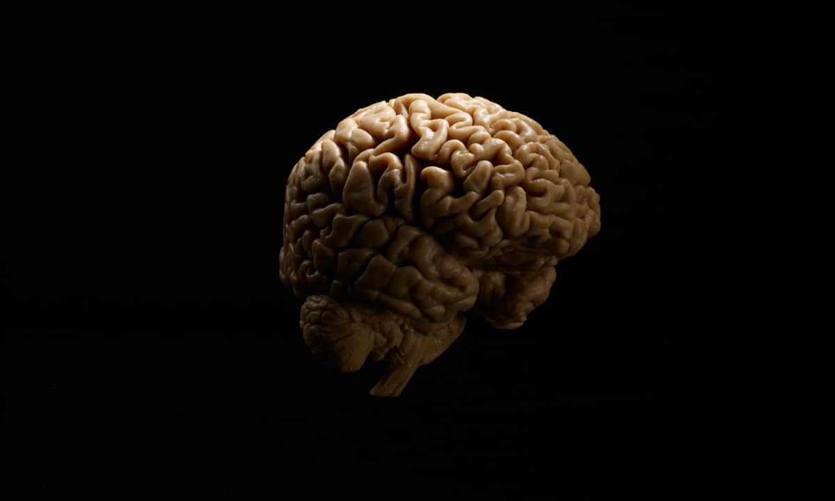 Размер мозга увеличивается. Мозг и творчество.
