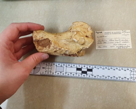 Heel bone of the largest giant kangaroo species, Procoptodon goliah.