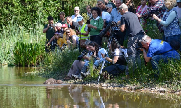 A pair of beavers being reintroduced into a river near Truro, Cornwall, in 2017 get plenty of attention from the media.