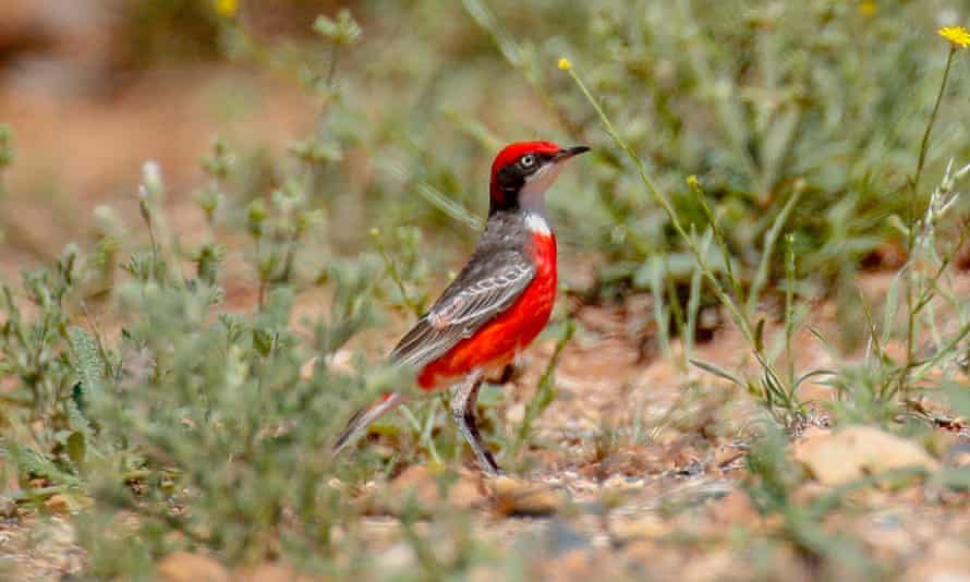 Crimson chat