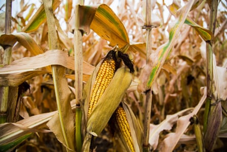 In 2016, nearly half of Iowa’s 23 million acres of farmland was planted in field corn.