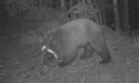 Goiat the bear in 2016, just after being brought over from Slovenia to the Val d’Aran