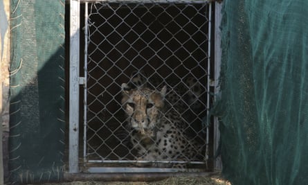 One of the cheetahs in a transport cage in Otjiwarongo, Namibia, before being airlifted to India