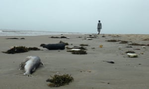 A beach in Quang Trach district is strewn with dead fish after the toxic spill in April 2016