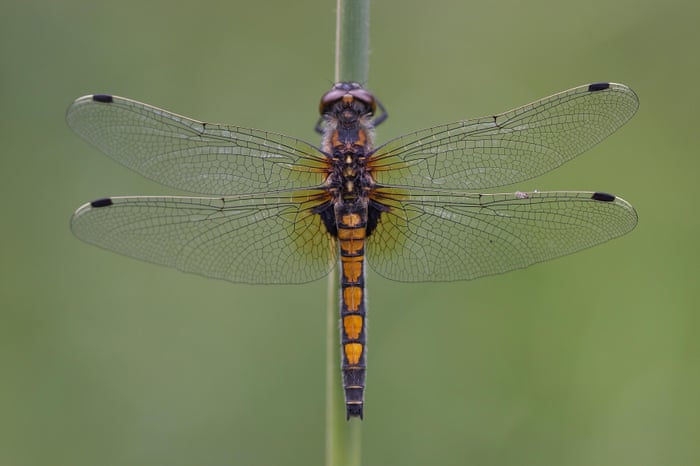 Bird species vanish from UK due to climate change and habitat loss 3504