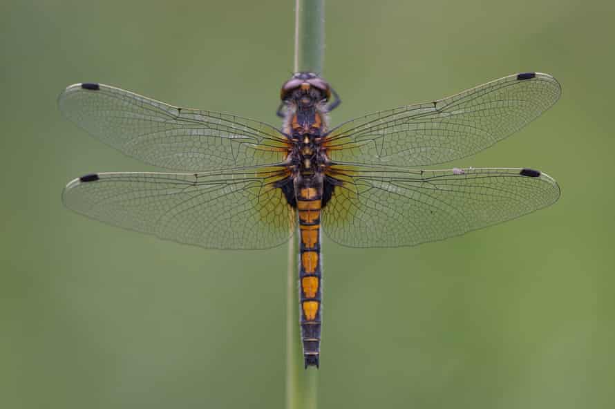 The large white-faced darter is one of eleven new dragonfly species to arrive in Britain since 1995. It made its first ever appearance in 2012.