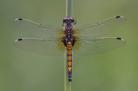 The large white-faced darter is one of eleven new dragonfly species to arrive in Britain since 1995. It made its first ever appearance in 2012.