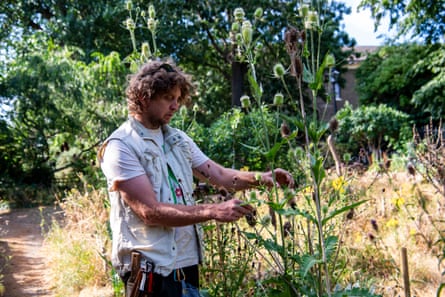 A gardener looking at thistle-like plants in a garden.
