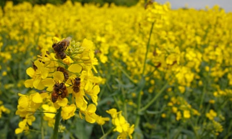 Western honeybee (<em>Apis mellifera</em>) workers on flowers of oilseed rape near Shropshire, England.