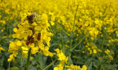 Western honey bee workers on oilseed rape flowers