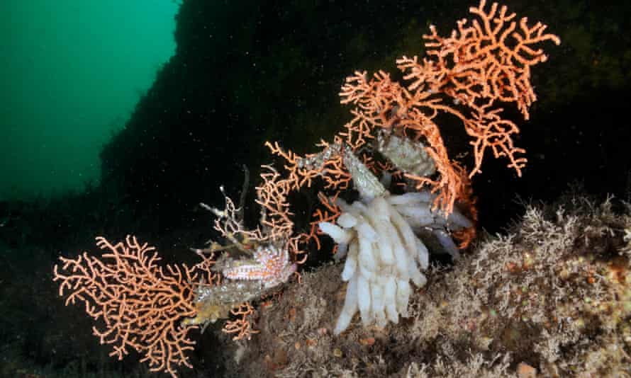 Coral with eggs attached to it