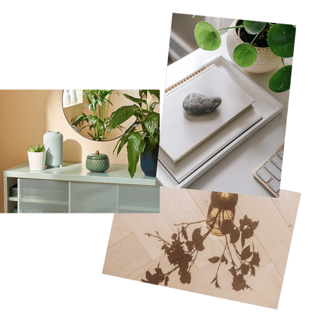 ترتيب الصبار؛ أشياء طبيعية مثل حجر؛ ديكور عضوي وظلال