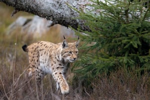 A lynx with black-spotted fur and black tufts on its pointed ears prowls in long grass by a coniferous tree