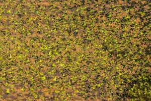 Uma conversa cheia de periquitos voando. Os últimos dois anos de boa chuva significaram que este ano foi um dos melhores de sempre para os periquitos selvagens