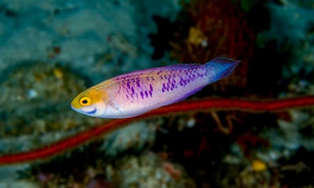 A fish with purple scales swimming in the ocean