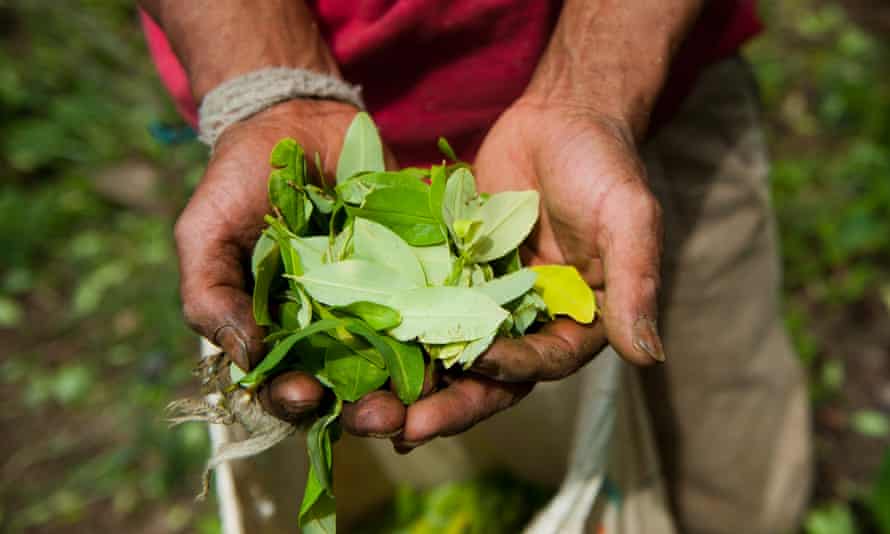 Colombia Continues To Break Records For Cocaine Production Report Says Colombia The Guardian