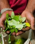 A Cauca farmer harvests coca leaves.
