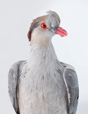 Topknot pigeon