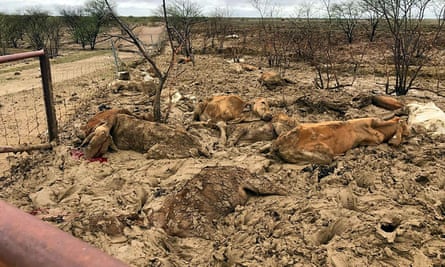 Up to 300,000 cattle have been killed in the western Queensland floods