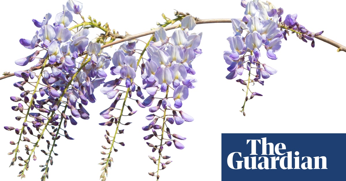 Crossword roundup: what links bloomers, shrapnel and wisteria? Things surprisingly named after people